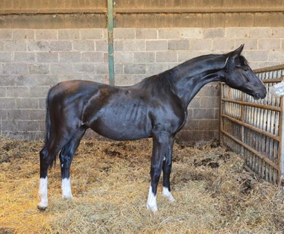 Yearling Colt
